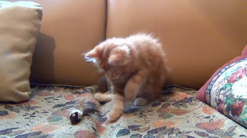 White Little Kitten Playing His Toy Mouse