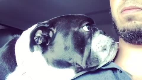 Bulldog gets extremely close to owner during car ride