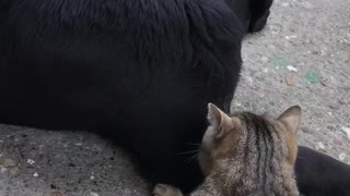 Cat cleaning dogs leg while he is playing with a tennis ball