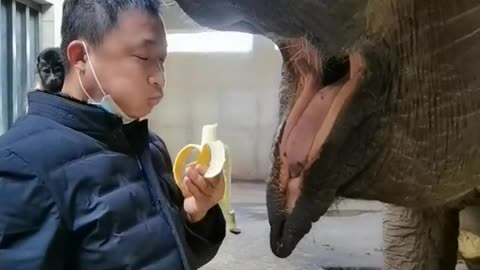 The breeder feeds bananas to the elephants