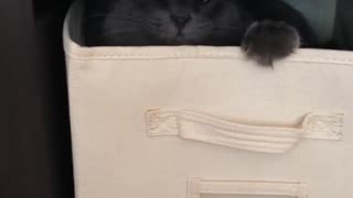 Cat Adorably Plays Inside Laundry Box