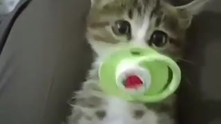 Cute Kitten Like a Small Baby