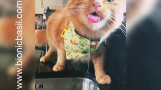 Cute Ginger Cat Loves Drinking From Kitchen Tap