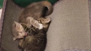 World Wrestling Cats 2021 _ The Ultimate Kitten Fighting Competition