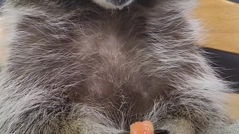 A raccoon sits at a baby's table and eats a watermelon with his small hands