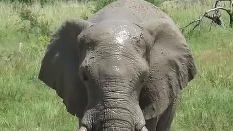 Young Elephant taking a mud bath