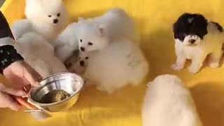 Little Puppies eating with each other Too cute