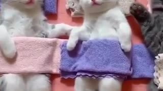 a dream of kittens