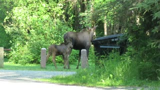 Moose with 2 calves