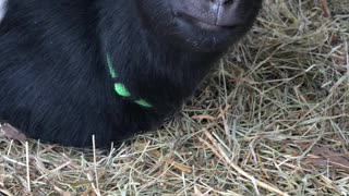Cute baby goats