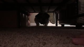 English Bulldog loves army crawling under the bed