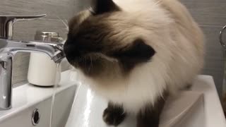 White cat drinking water from bathroom sink
