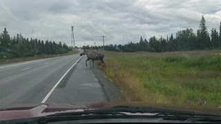Near Miss with a Moose on Alaskan Highway