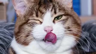 Funny video cat video viral