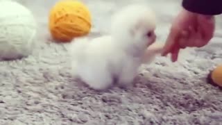 Cute Puppy Dog Playing