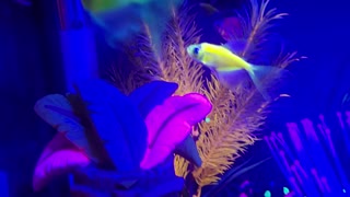 Glofish tetra aquarium under blue light with Christmas music