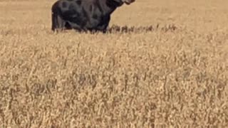 Moose Frolics Through a Field