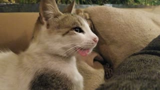 Relaxed Kitty Lays Down With Loose Tongue
