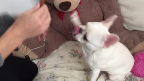 French Bulldog learns rapid fire paw trick