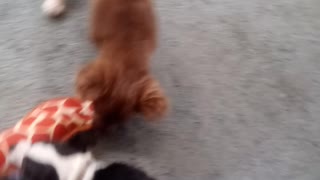 Two puppies playing tug of war.