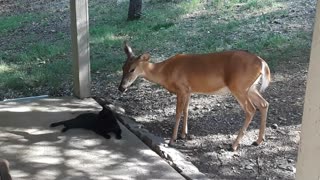 Deer and cat have incredibly become best buddies