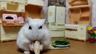 Stubborn hamster refuses salad, demands treats instead