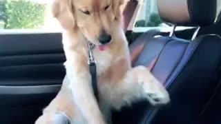 Golden Retriever plays "paw on top" game