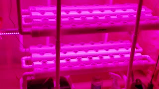 Hydroponic System Built