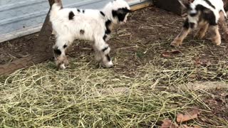 Newborn Baby Goats Playing