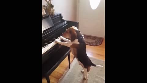 Adorable Dog Showed Great Music Talent