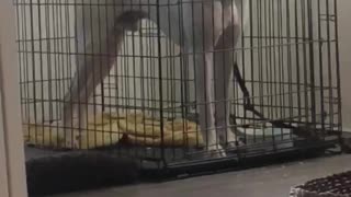 Crate Can't Keep Boxer From Breakfast