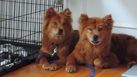 Mother & Daughter "Twin" Dogs Rescued Off Chain Do EVERYTHING Alike