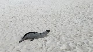 Playful Sea Lion Rolls Around in the Sand