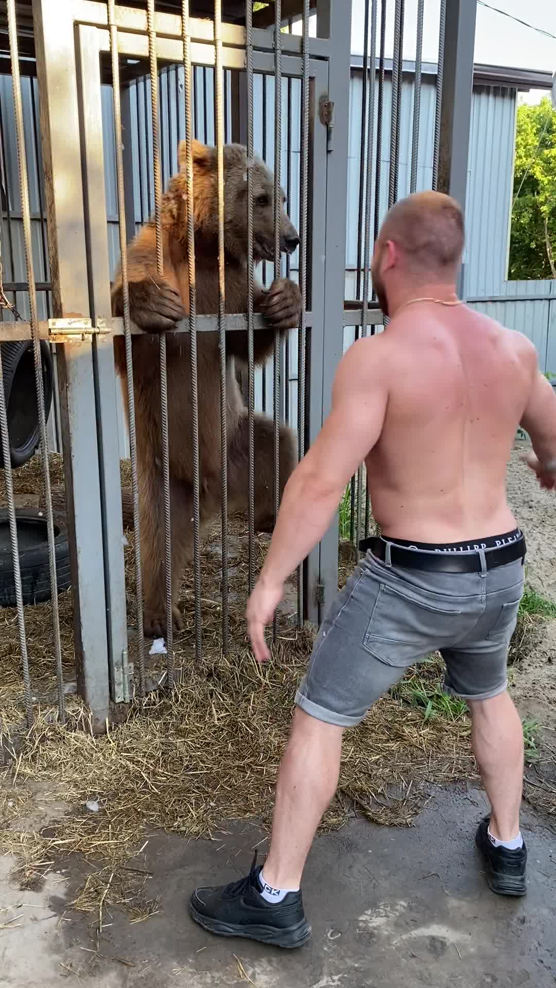 Bear Dances With His Human Friend