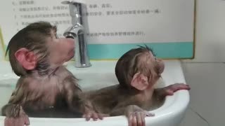 Baby baboon enjoys a comfortable bath