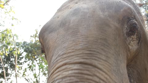 Closeup of mouth of Thai elephant