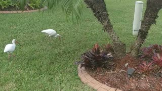 Living in South Florida Neighborhood Birds