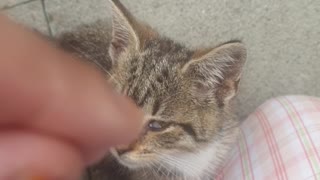 ASMR Kitten enjoys being patted