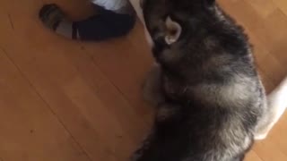 Husky Playing with Baby
