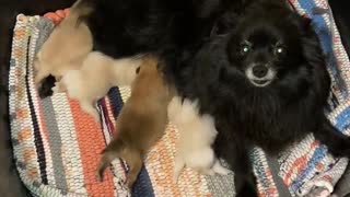 Pomeranian puppies and their mommy