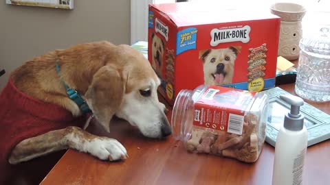 Abused Geriatric Hound Sneaks a Box of Treats Once She's Rescued