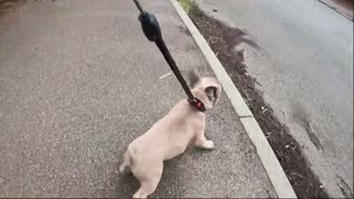 Puppy's First Walk