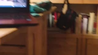 Cat rolling on top of laptop ends in epic fail