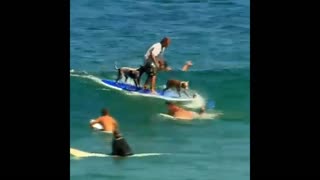 Dog surf with owner