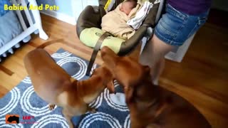 Funny Baby And Vizsla Dogs Playing Together Cute Baby Video