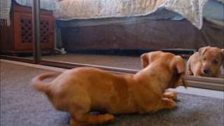Puppy seeing himself in the mirror