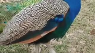 beautiful peacock get so close