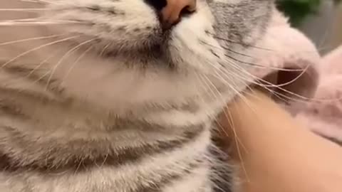 cat making funny faces