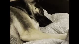 Tired German Shepherd Dog Doesn't Want to be Bothered while sleeping