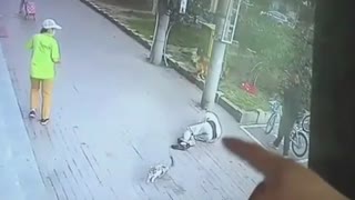Homem inconsciente devido a gato